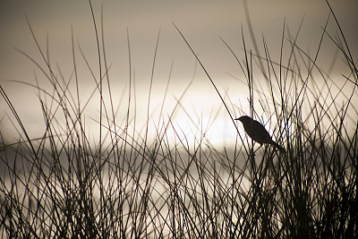 小鸟歌唱，沙滩，海景和夕阳的背景。