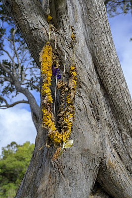 夏威夷花环挂在树上