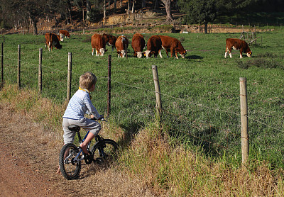 一个男孩在骑自行车的时候停下来看牛。