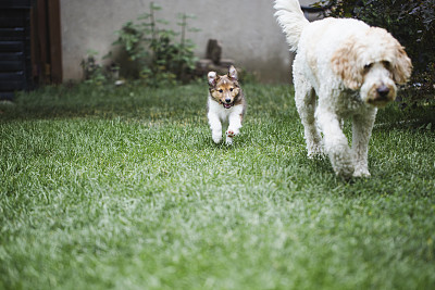 小狗喜乐蒂牧羊犬