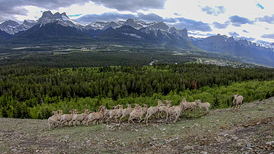 落基山大角羊(Ovis canada)风景