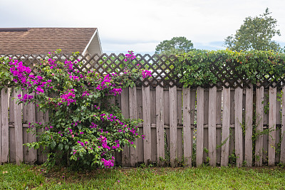 九重葛植物沿着木栅栏生长在佛罗里达郊区的后院