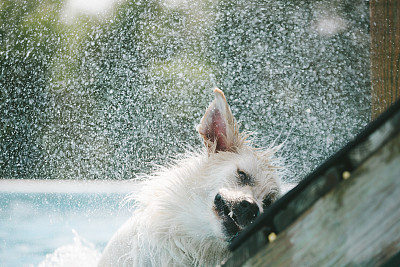 金毛猎犬抖掉水池中的水