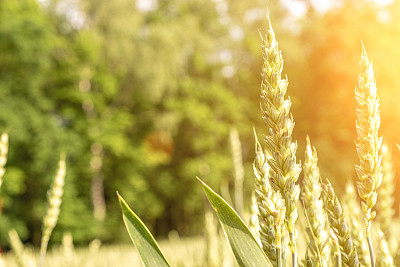 麦田阳光景观。金色谷物面包背景。黑麦植物绿色谷物在农业上的收获。