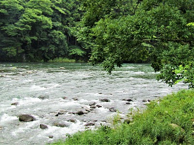 日本。7月。多雨的季节。湍急的河水在山间流淌