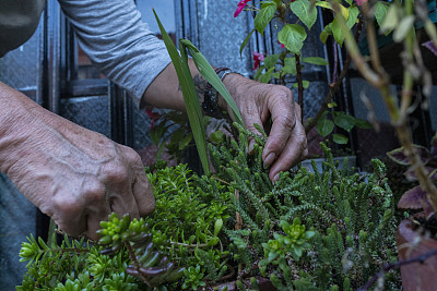 年长的拉丁妇女用她的手种植盆栽弗洛雷斯