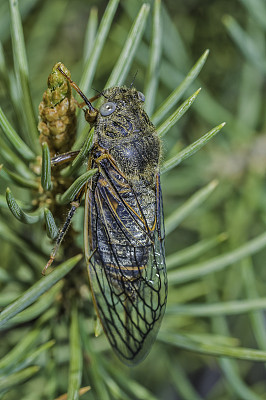 血腥的蝉，刚孵化出来爬上树和灌木的欧肯那加。Bodie Hills, Toiyabe国家森林，Mono县，加利福尼亚州