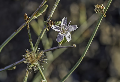 沙漠Milk-aster;Stephanomeria pauciflora;菊科;白色山脉;因约国家森林;阴阳县;加州;盆地和山脉省;