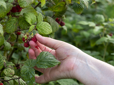 女人的手采摘野树莓