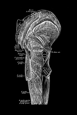 动脉分布在臀部外侧和大腿后部