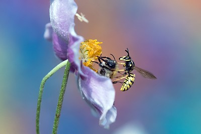 大黄蜂和黄蜂