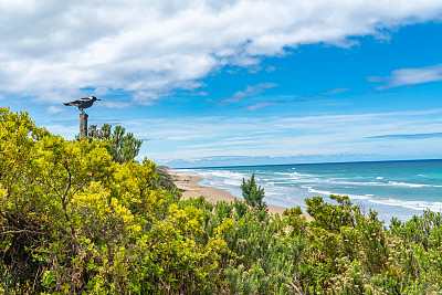 澳大利亚喜鹊，厄克特悬崖在安格尔西大洋路，澳大利亚维多利亚州