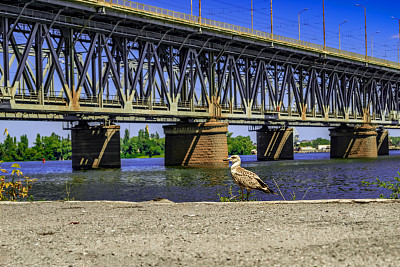 在第聂伯河的河堤上，阿穆尔河大桥对面的普通海鸥的棕色幼鸟(乌克兰)