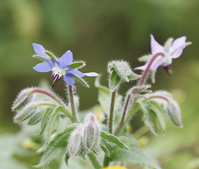 琉璃苣(Borago officinalis)