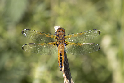 稀有追逐蜻蜓(Libellula fulva)