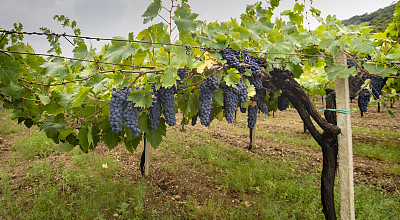 加诺葡萄成熟了，可以收割了