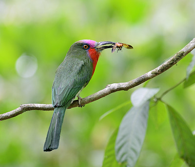 红胡子食蜂鸟为巢中雏鸟携带昆虫，泰国的夜莺