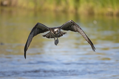 在芬兰北部一个湖上飞行的鱼鹰