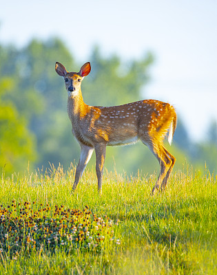 美丽的母鹿沐浴在乡村草地的晨曦中。
