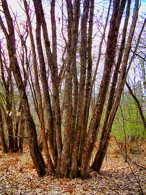 古老的小灌木丛