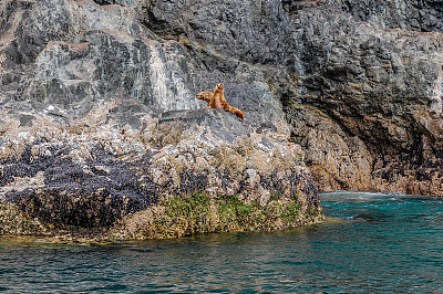 阿拉斯加瓦尔迪兹的海狮