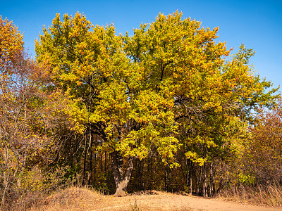 在一个秋高气扬的日子里，一棵枝叶枯黄的大橡树矗立在林间小路上