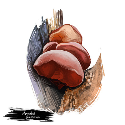 黑木耳蘑菇特写数码艺术插图。生长在森林木材上的蔬菜，木耳可食用的蔬菜成分clipart。冬去春来，秋高气爽