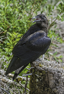 普通渡鸦（Corvus corax），也被称为北方大渡鸦，是一种大而全黑的雀形目鸟类。遍布北半球，它是所有鸦科鸟类中分布最广的种类。阿拉斯加，威廉王子湾。