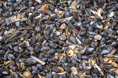 亨斯坦顿海滩上的各式贝壳