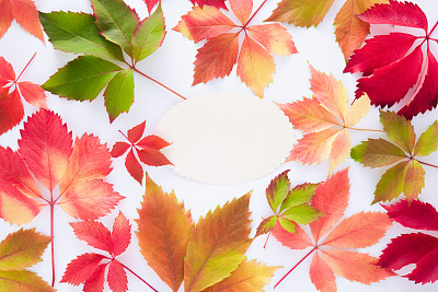 色彩斑斓的秋叶在质朴的木制背景与文字