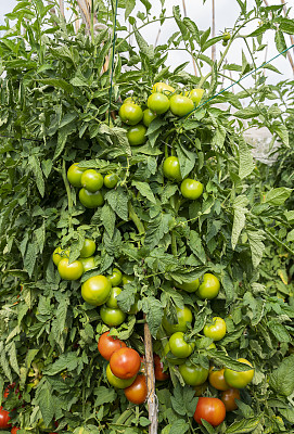 在温室或番茄田里种植的有机番茄