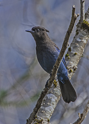 虎头莺(Cyanocitta stelleri)是一种原产于北美西部的松鸦。它也被称为长冠鸦，山鸦和松鸦。它是落基山脉西部唯一的冠羽松鸦。