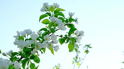 在春天的夕阳下，一棵开着白花的苹果树的树枝在风中摇摆。