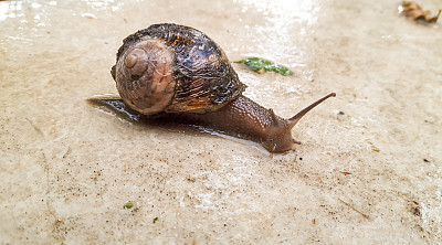 大理石地板上移动的蜗牛的特写镜头
