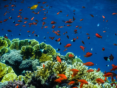 在埃及的蓝色海洋里有许多五颜六色的鱼和珊瑚