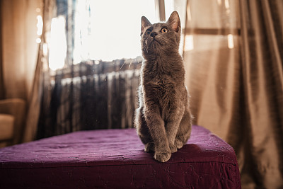 俄罗斯蓝猫坐在凳子上向上看