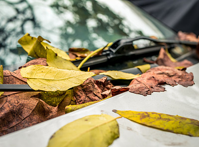 一辆汽车挡风玻璃上的秋日黄叶