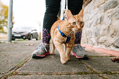 用皮带在户外遛猫