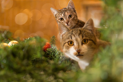 圣诞装饰品后面有两只猫