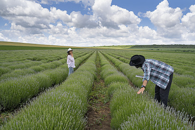 农民一家人在检查盛开的薰衣草种植园的新收获。农业职业。保加利亚的薰衣草花田。