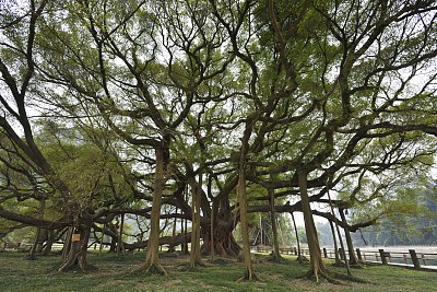 珍稀，巨大和古老的榕树