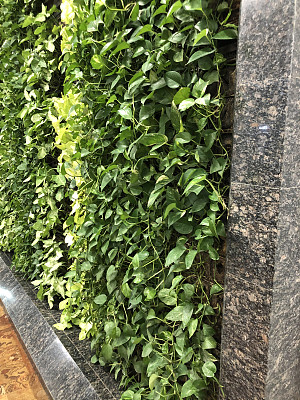 办公购物中心外，热带植物/热带植物和灌溉系统组成的生活墙图像，塑料花盆和水槽，蔓生的绿色常春藤和大理石石头地板