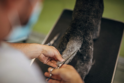 男性宠物美容师使用剪刀剪灰色狮子狗毛在美容沙龙
