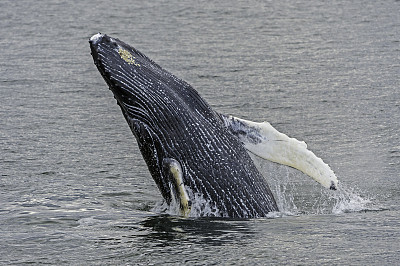 驼背鲸在阿拉斯加东南部的弗雷德里克海湾。最远。