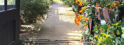 夏季温室内的植物和花卉 夏季温室内的植物和花卉