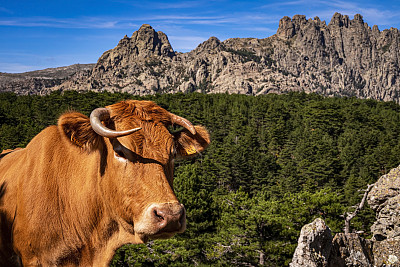 奶牛站在Bavella山口前，Bavella Massif, Bavella针(Aiguilles de Bavella)，科西嘉，法国