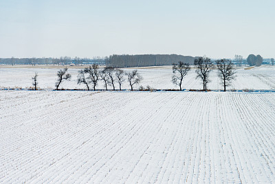 雪地里的树