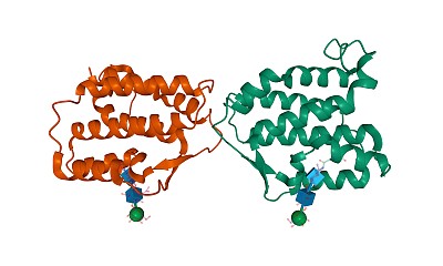 人白细胞介素-34同型二聚体的结构