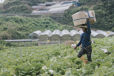 亚洲男性农民在卷心菜地里扛着新收获的货物