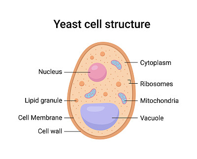 酵母细胞结构的矢量插图。教育图